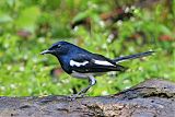 Oriental Magpie-Robinborder=